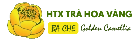 Trà Hoa Vàng Ba Chẽ